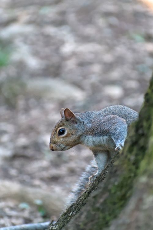 Free Close-up of a squirrel climbing a tree, showcasing its inquisitive nature in an Atlanta park. Stock Photo