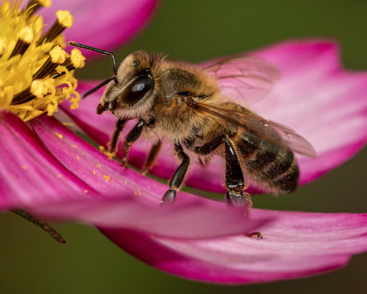 Bee On Purple Flower