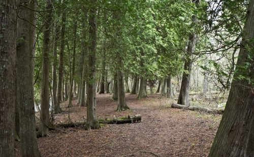 Free Discover a serene footpath through a lush forest in Wisconsin, USA. Stock Photo