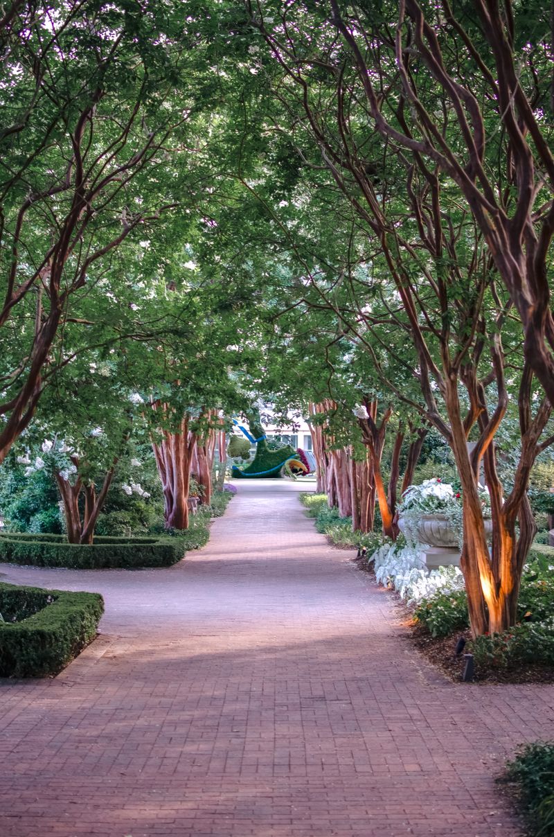 Tree-lined pavement