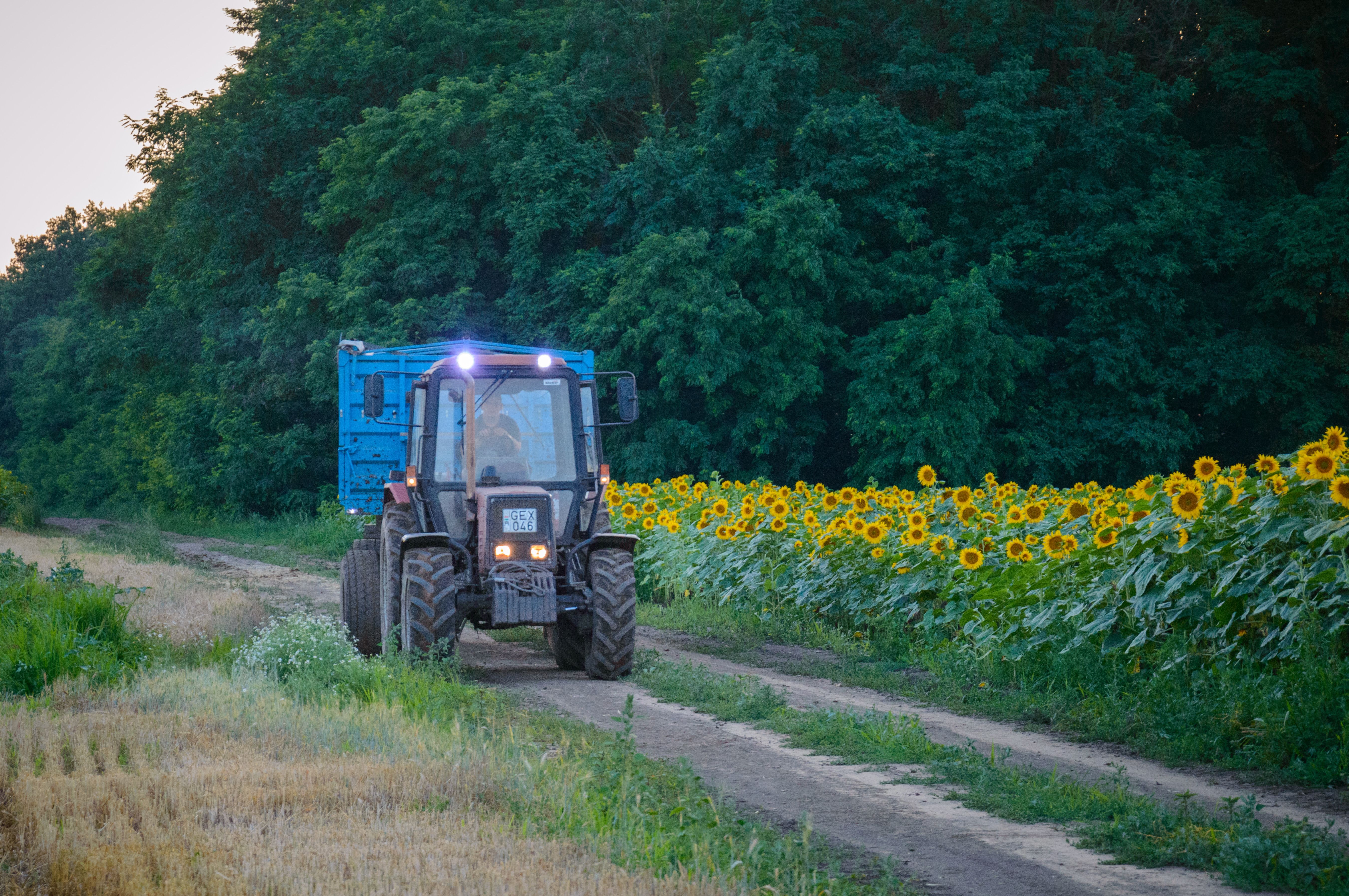 Tractor on Path Among Sunflowers · Free Stock Photo