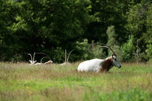 Free A scimitar-horned oryx resting in a grassy field during a summer day. Stock Photo