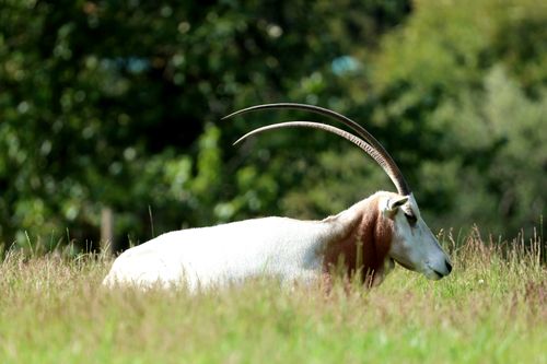 Free Scimitar oryx peacefully resting in a lush meadow, showcasing its impressive curved horns. Stock Photo
