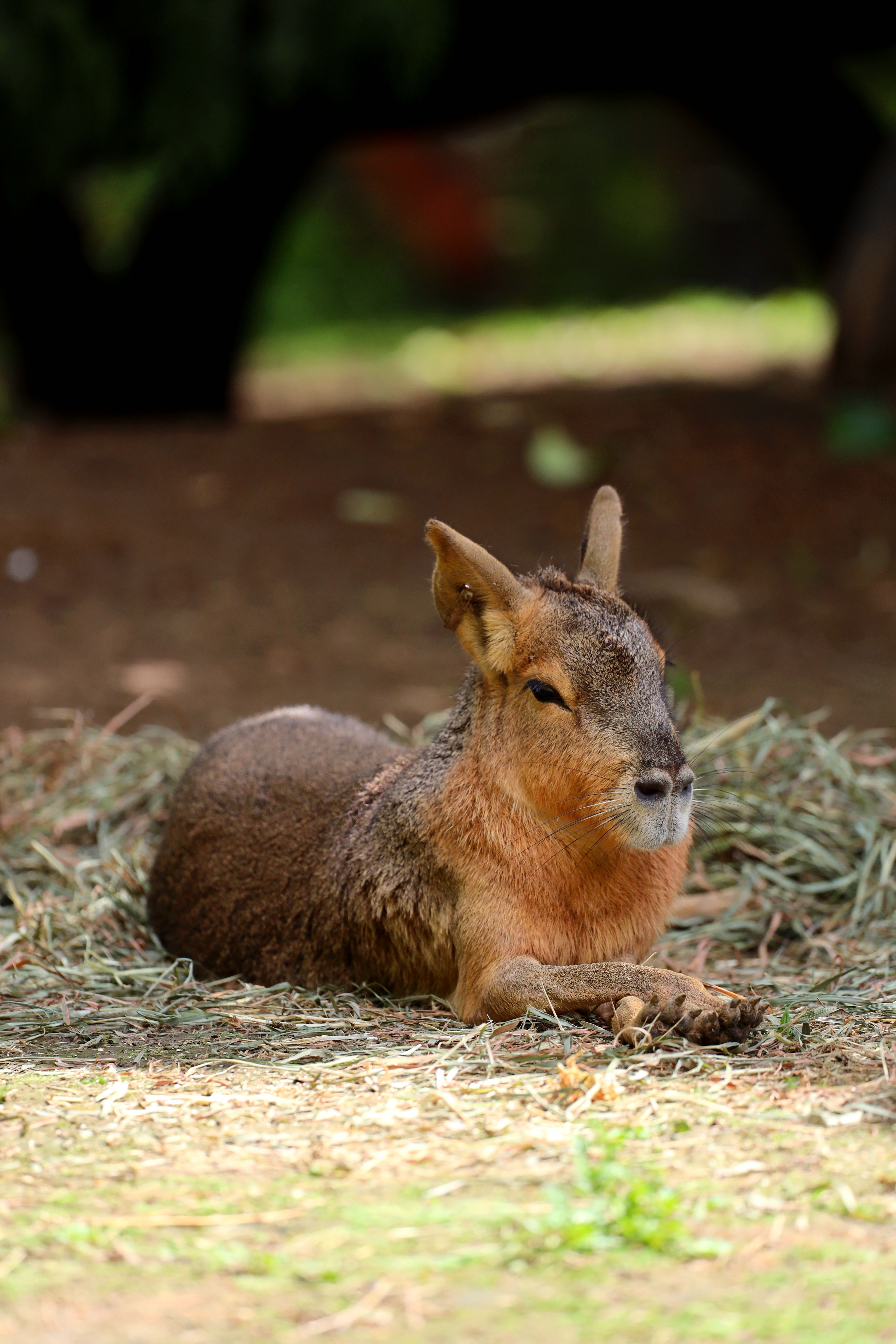 A Patagonian Mara lying on grass in its natural outdoor habitat.