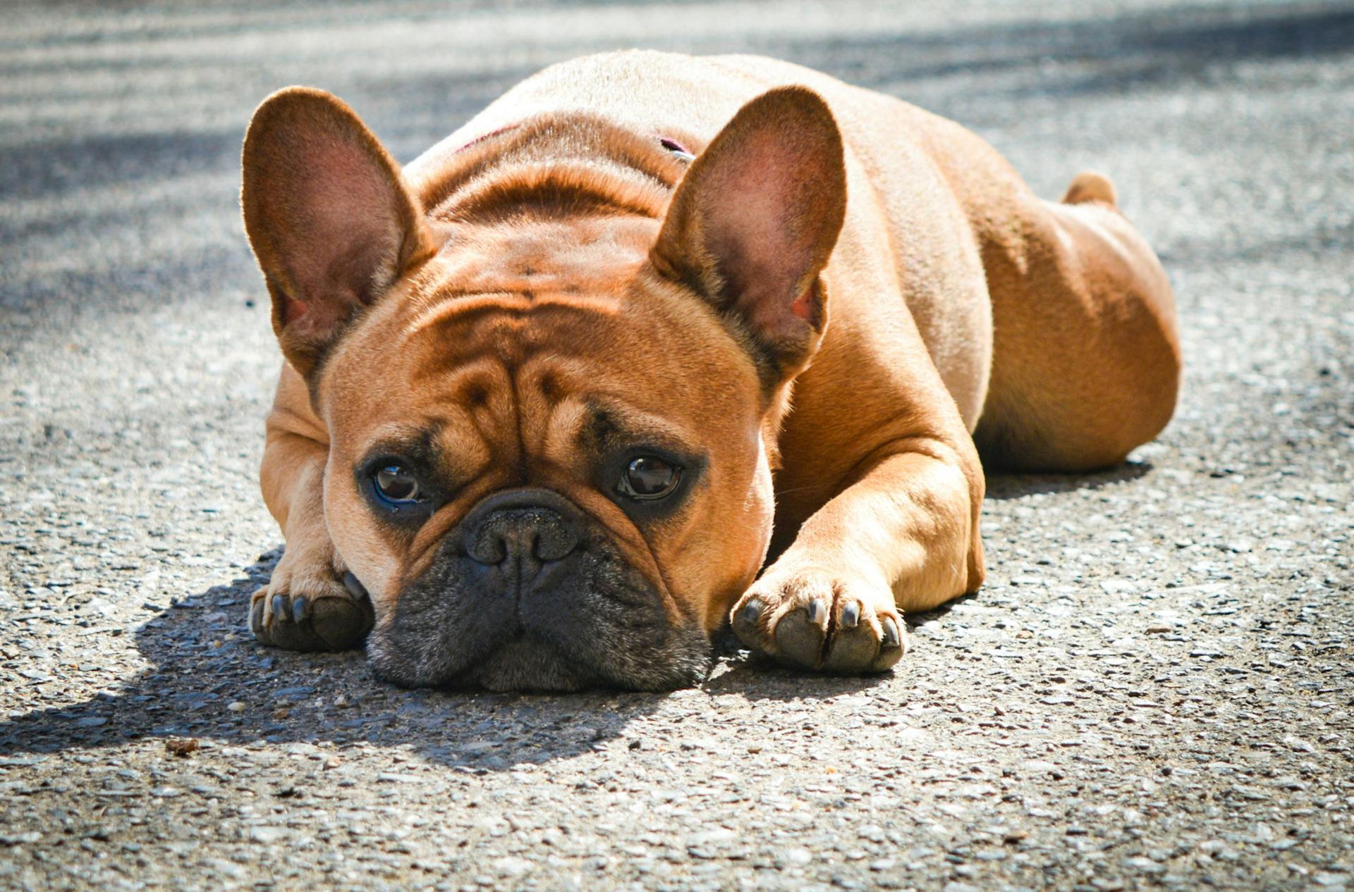 French Bulldog Lying on Pavement