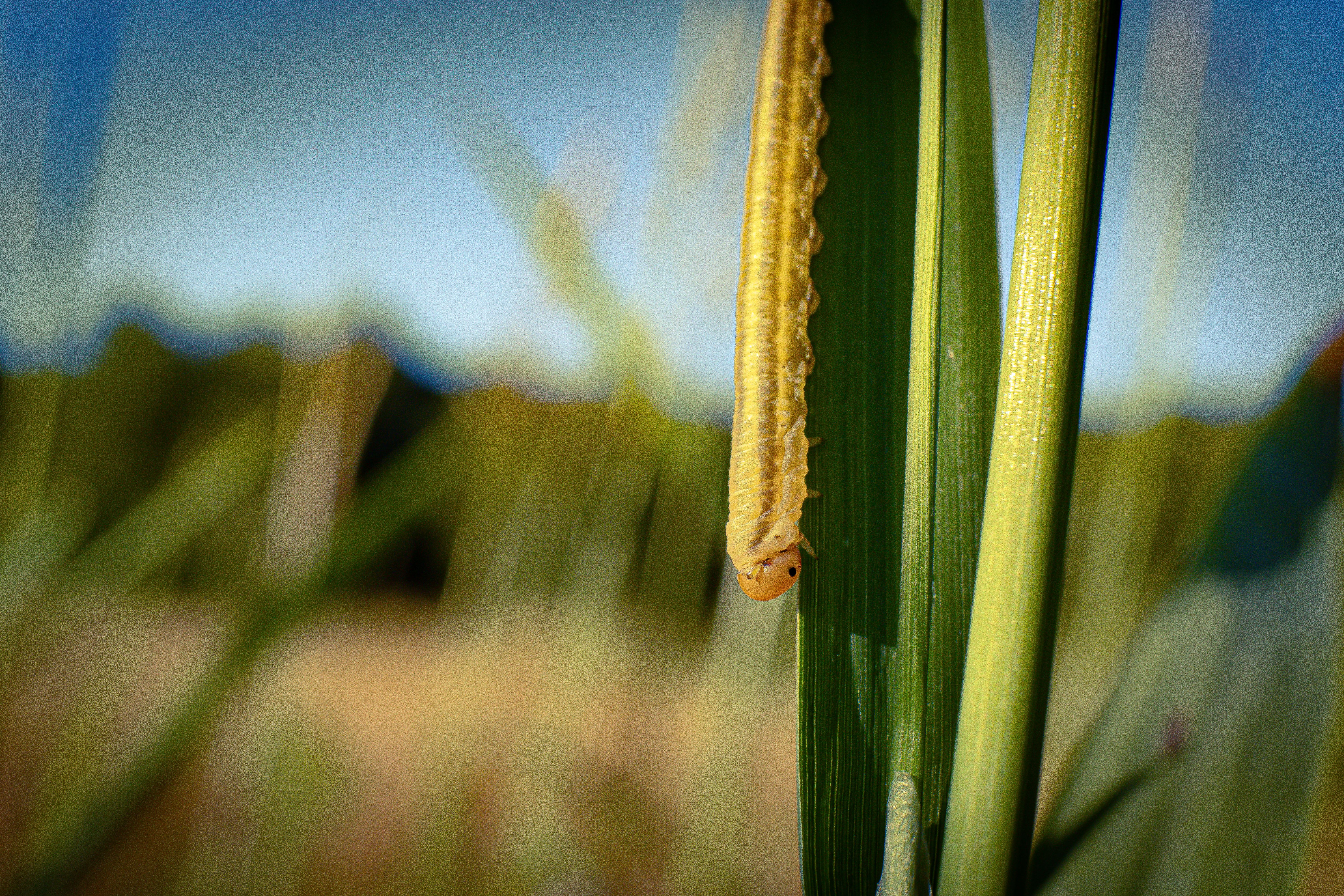cutworm caterpillar UK garden