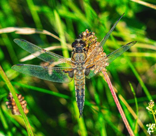 Free Detailed image of a dragonfly resting on a green grass blade during a sunny day. Stock Photo