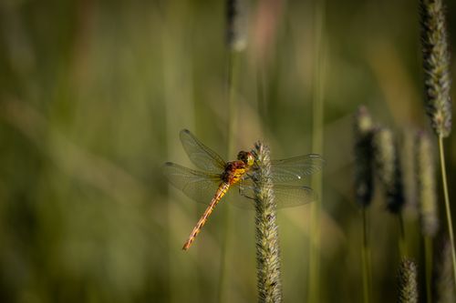 Free A beautiful dragonfly perches delicately on grass in a natural setting. Stock Photo