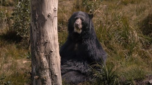 Free Andean bear resting by a tree in Bogotá's natural habitat area, showcasing its serene beauty. Stock Photo