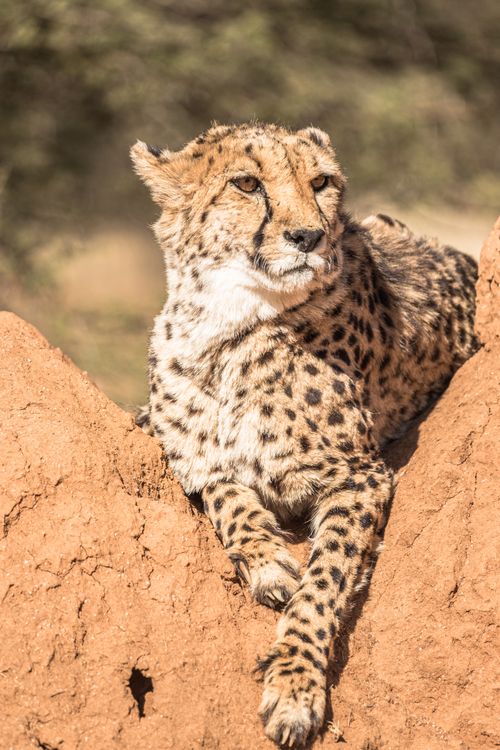 Free A wild cheetah relaxes on red rocks under sunlight, showcasing its grace and beauty. Stock Photo