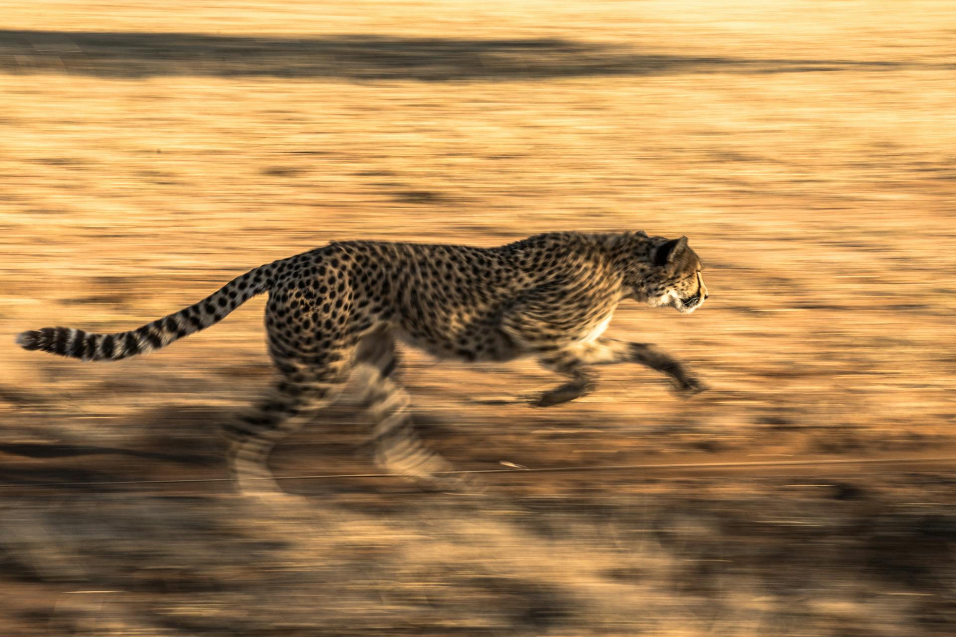 Leopard Running on a Safari