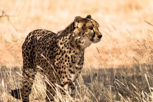 Free Majestic cheetah on sunlit savannah, embodying the wild beauty and grace of African wildlife. Stock Photo