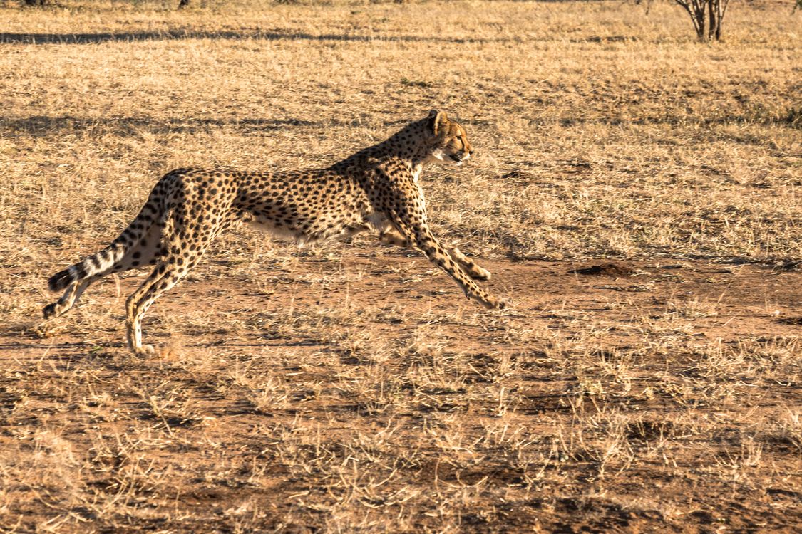 Leopard Running on a Field · Free Stock Photo