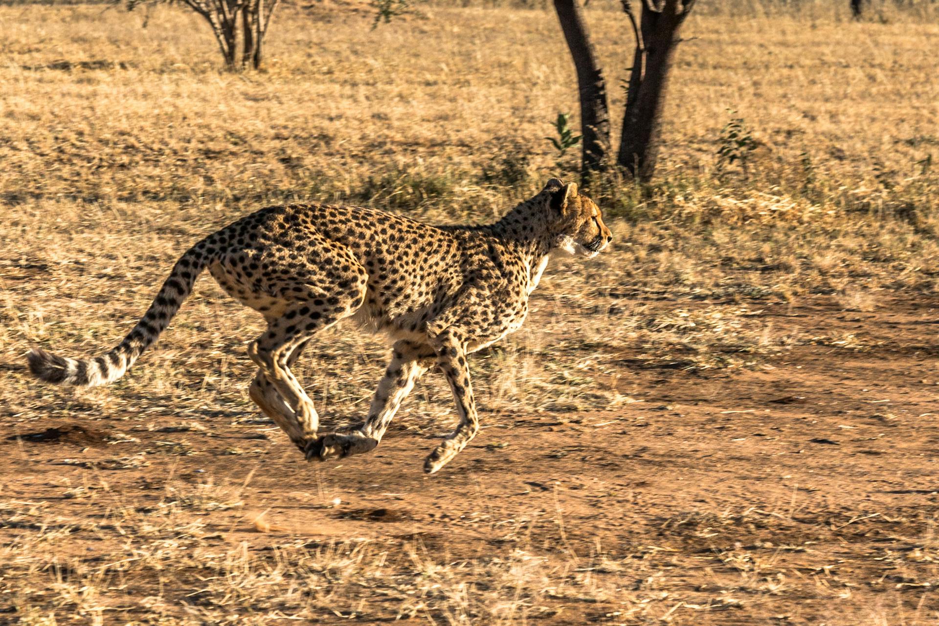 Leopard Running on a Field