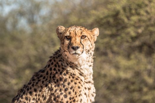 Close-up of a cheetah looking forward, set in a natural bushland environment under bright daylight.