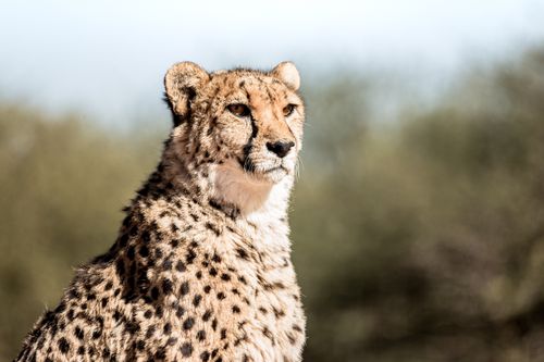 Free Elegant portrait of a cheetah in the wild, embodying grace and speed. Stock Photo