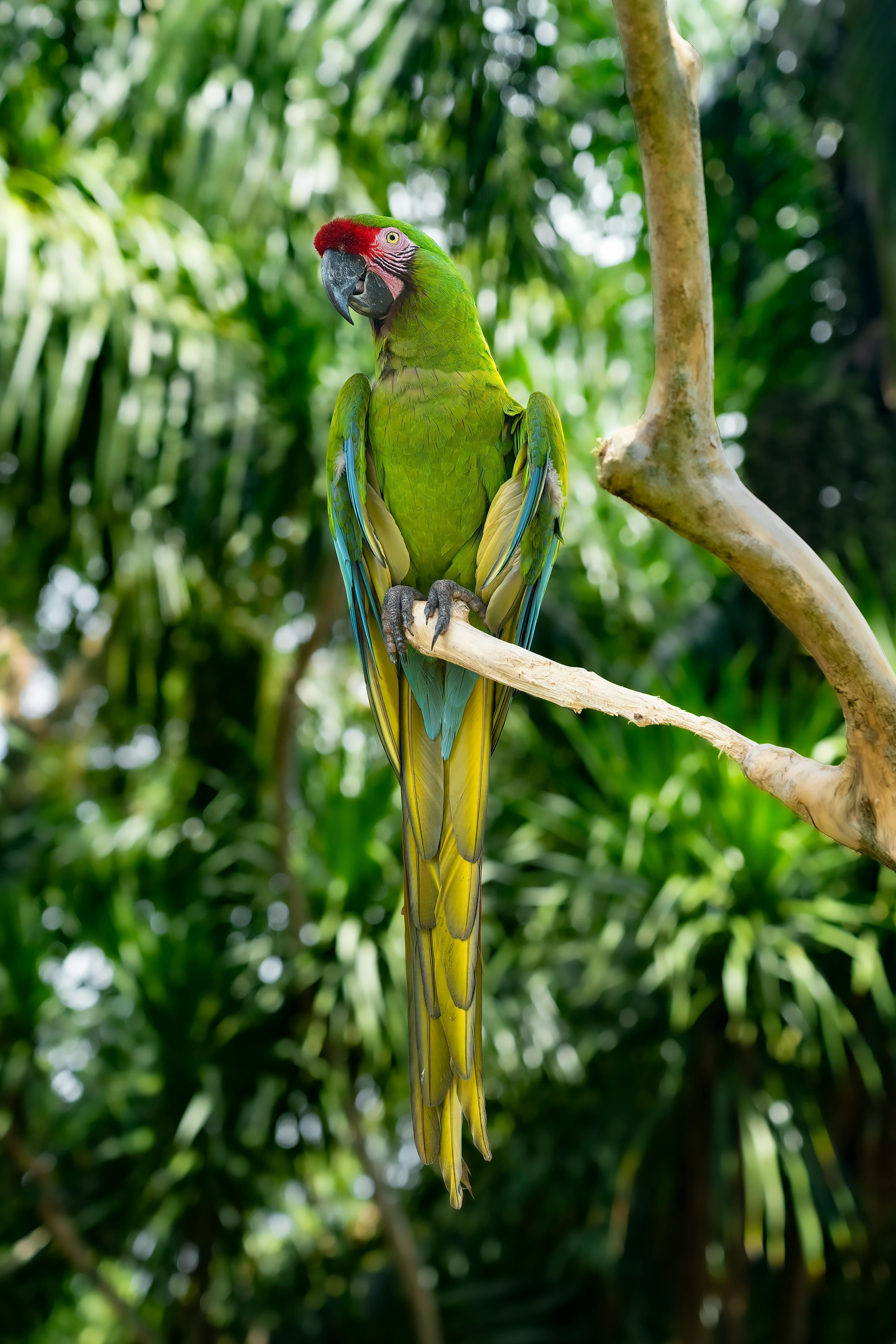 A striking green macaw perched on a branch surrounded by lush tropical foliage.