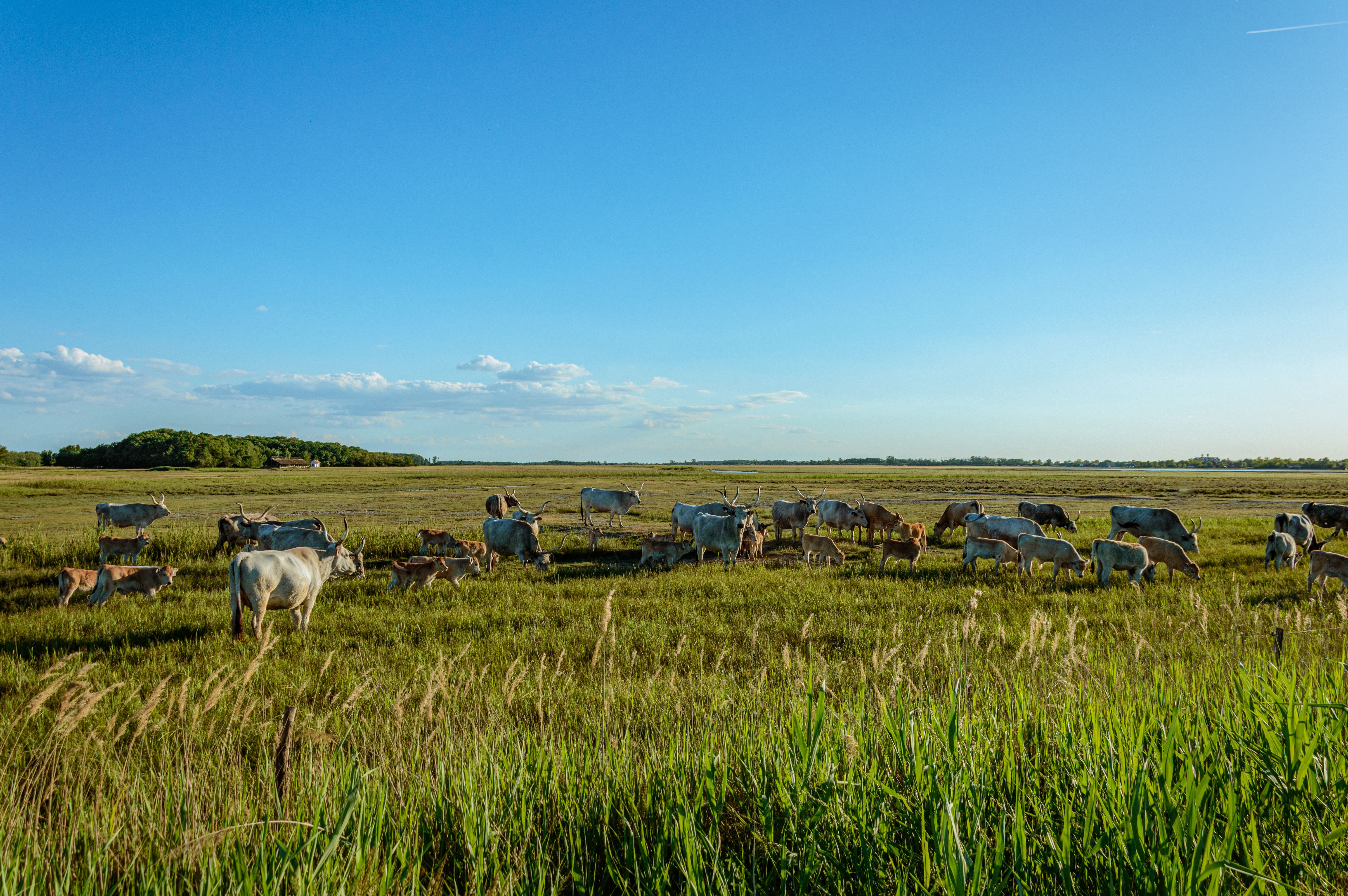 A herd of cows grazing in a grassy field · Free Stock Photo