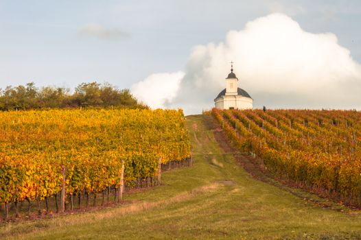 A beautiful vineyard in autumn, with a chapel on the horizon under a bright sky.