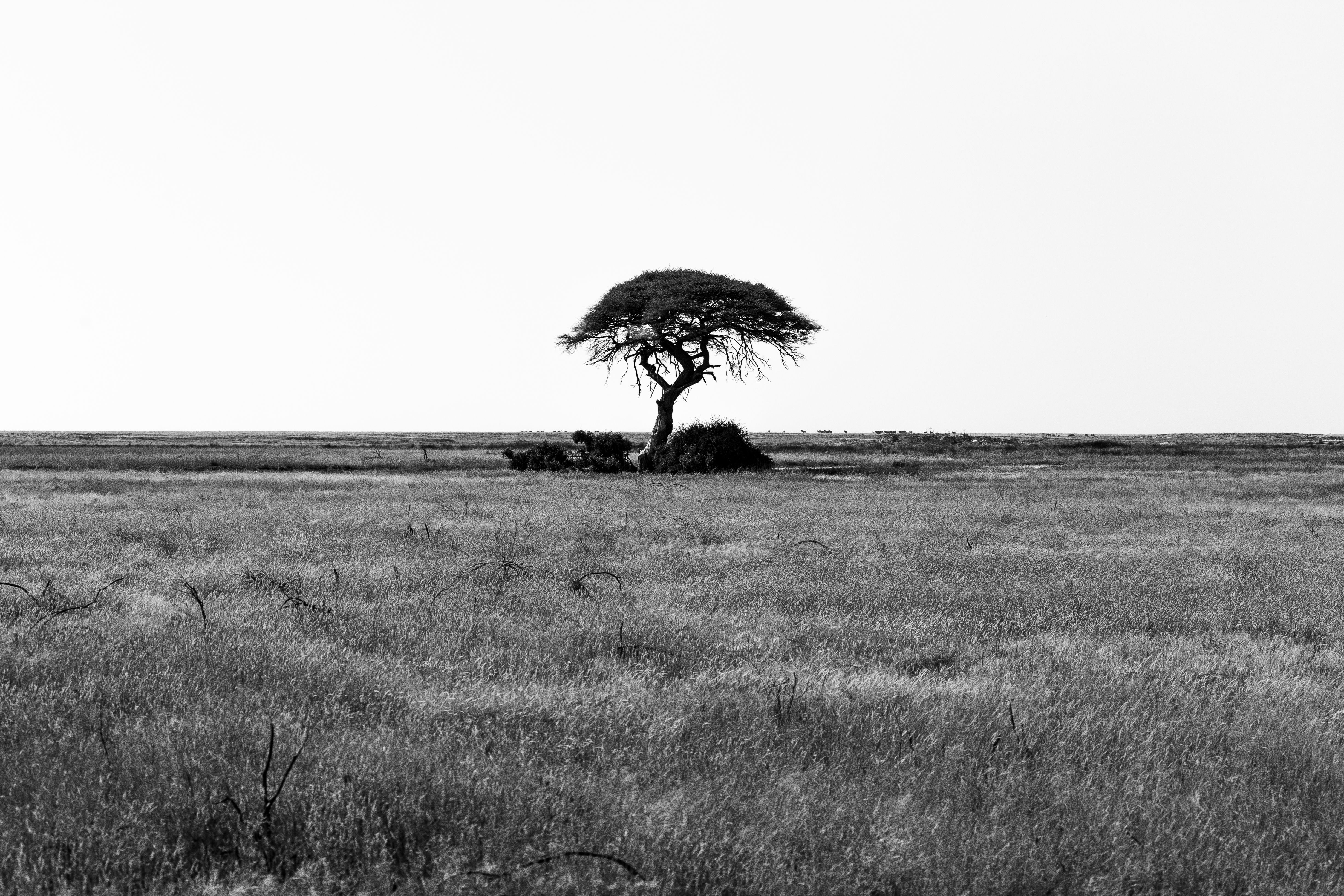 Open Maasai grassland with acacia and distant hills south of Nairobi in Kajiado County