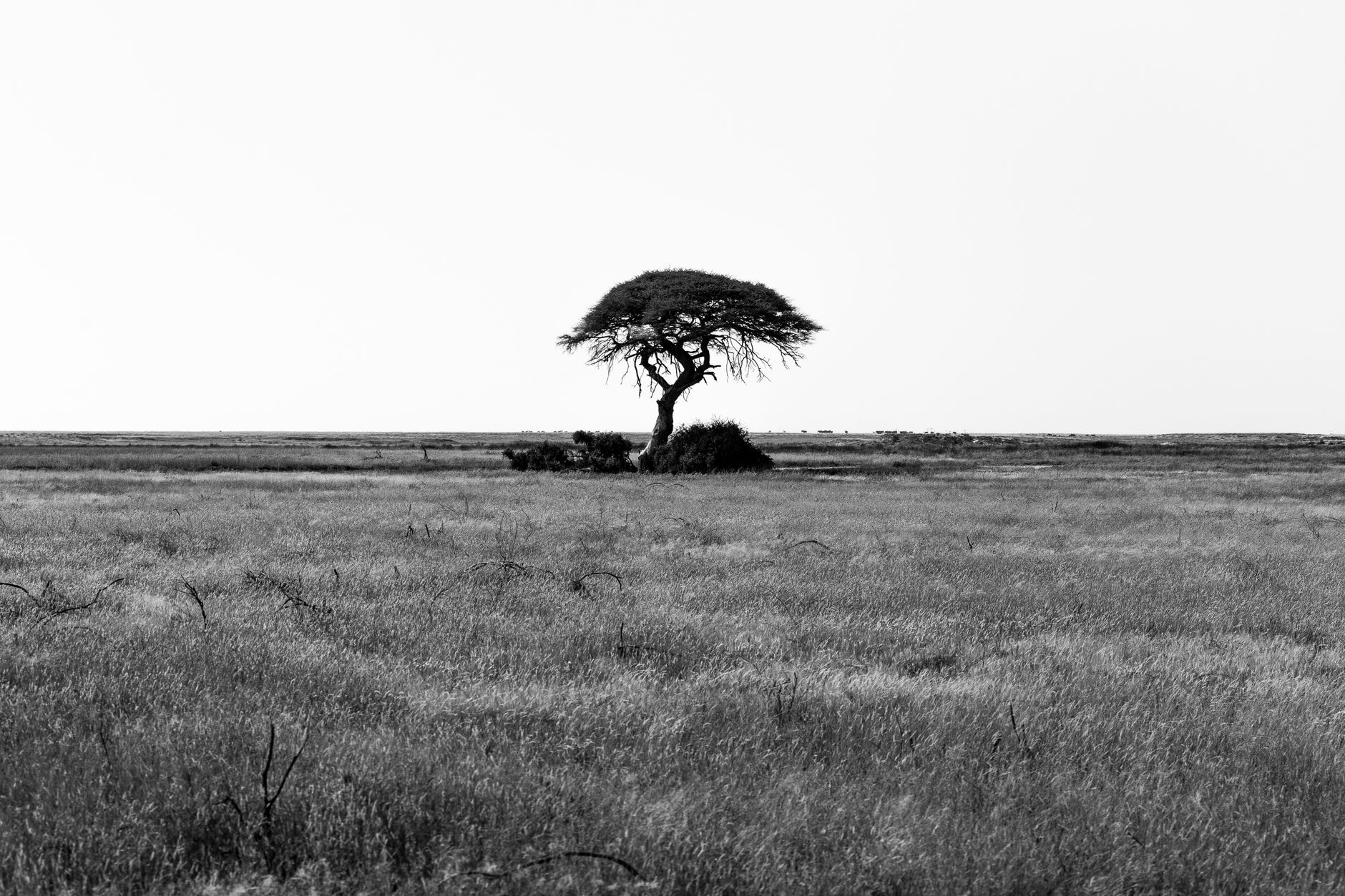 Open Maasai grassland with acacia and distant hills south of Nairobi in Kajiado County