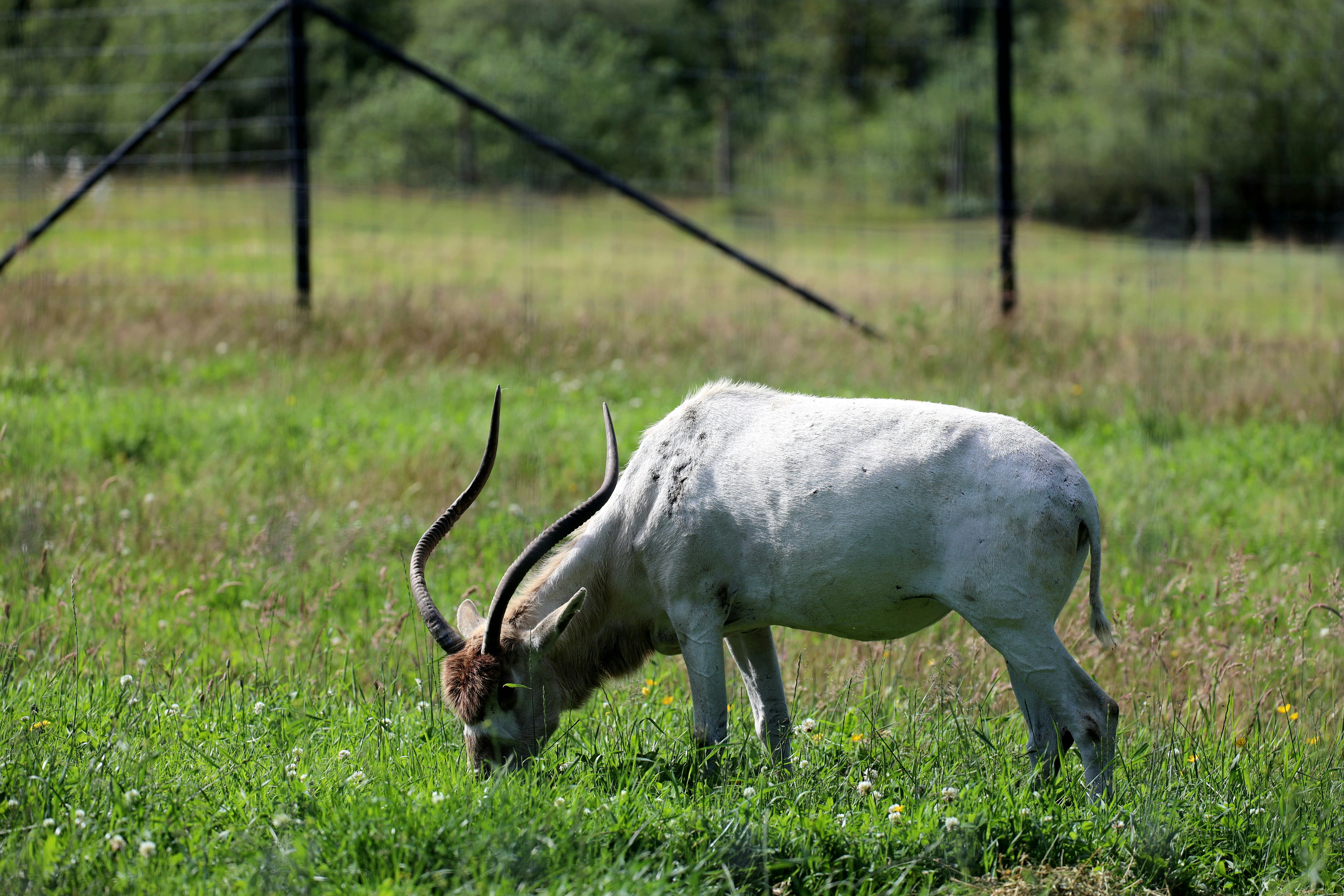 grátis Foto profissional grátis de addax, África, animais Foto profissional