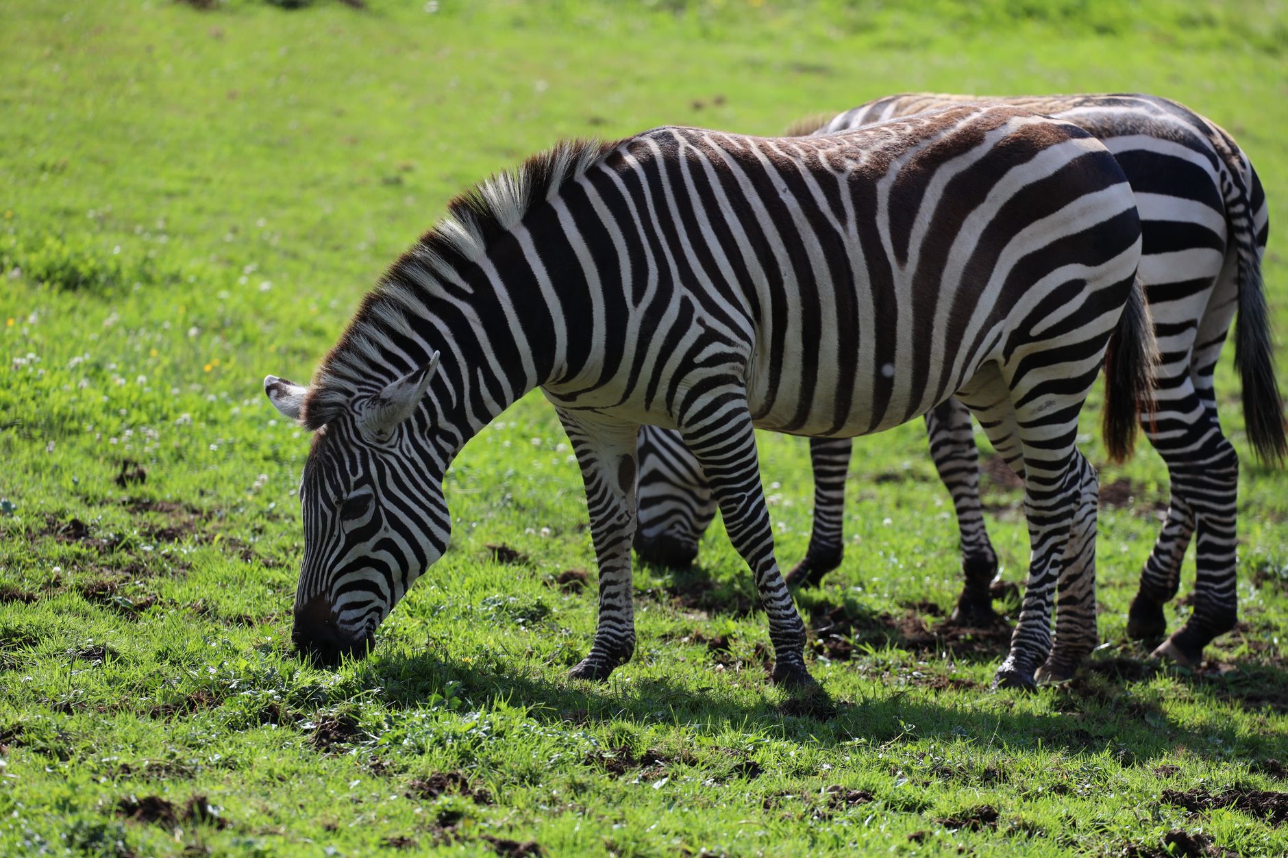 A serene scene of zebras grazing in a lush green grassland during the day.