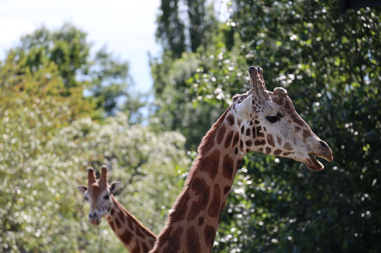 two giraffes amidst lush greenery on a sunny day showcasing wildlife i