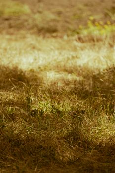 Warm sunlight casting shadows on a grassy field, creating a serene rural landscape.