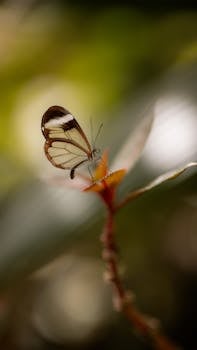 A stunning Glasswing butterfly perched on a vibrant leaf in a lush meadow setting.