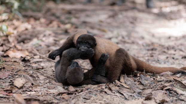 Leticia, Colombia photo 12