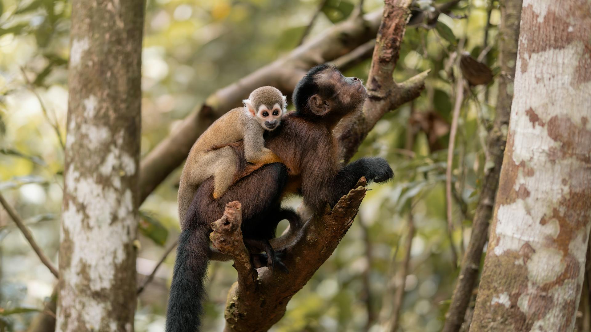 Capuchin Monkey with Baby on Tree