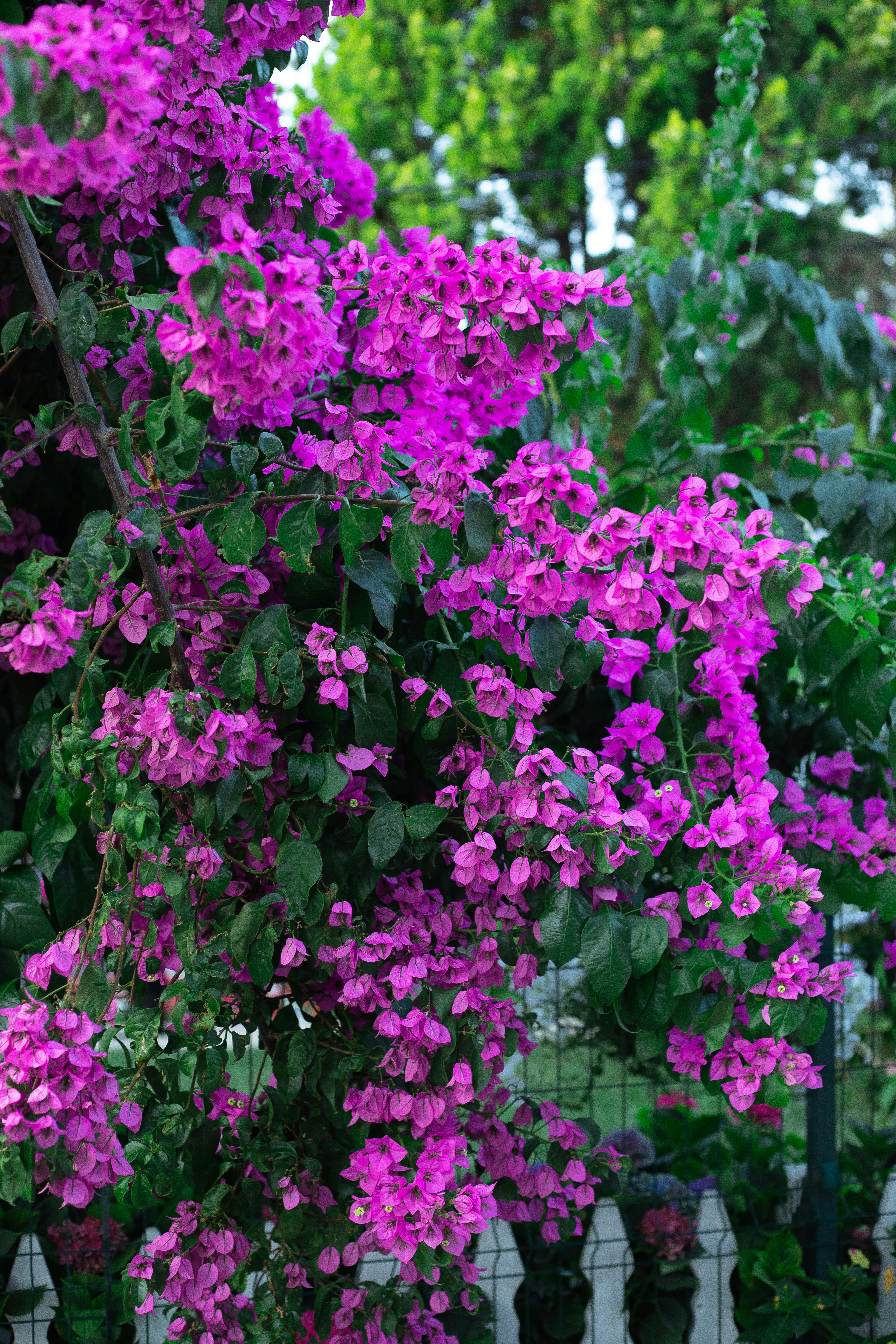 [ColoSach]-stunning-close-up-of-vibrant-purple-bougainvillea-flowers-in-lush-growth-outdoors.