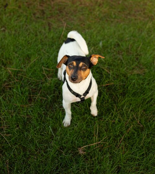Free A curious Jack Russell Terrier standing on vibrant green grass, looking up with attentive eyes. Stock Photo