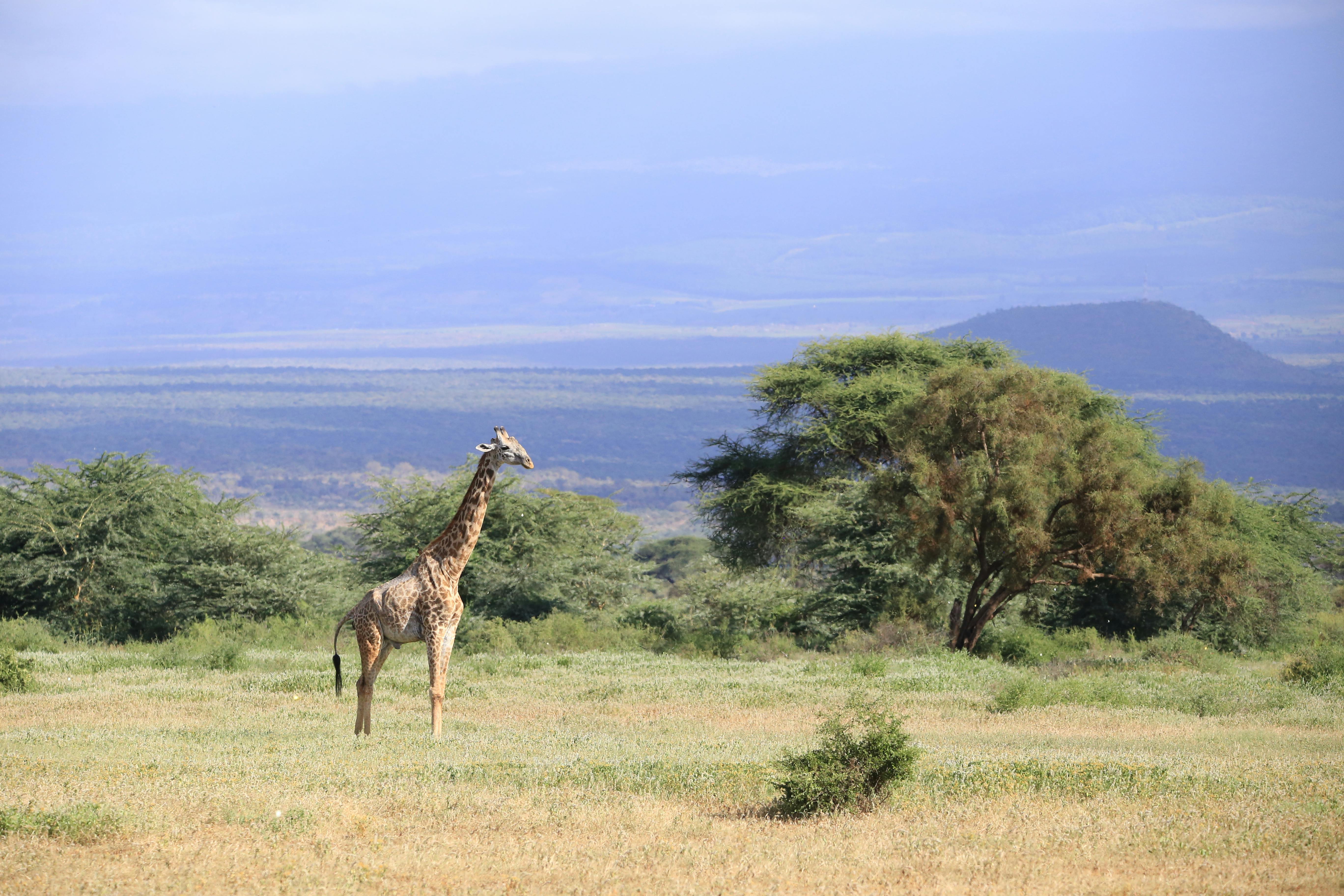 A giraffe stands in the vast savannah of Ol Tukai, Kenya, amid lush greenery.