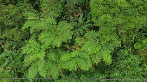 Free Tree ferns from above near Bandung, Indonesia Stock Photo
