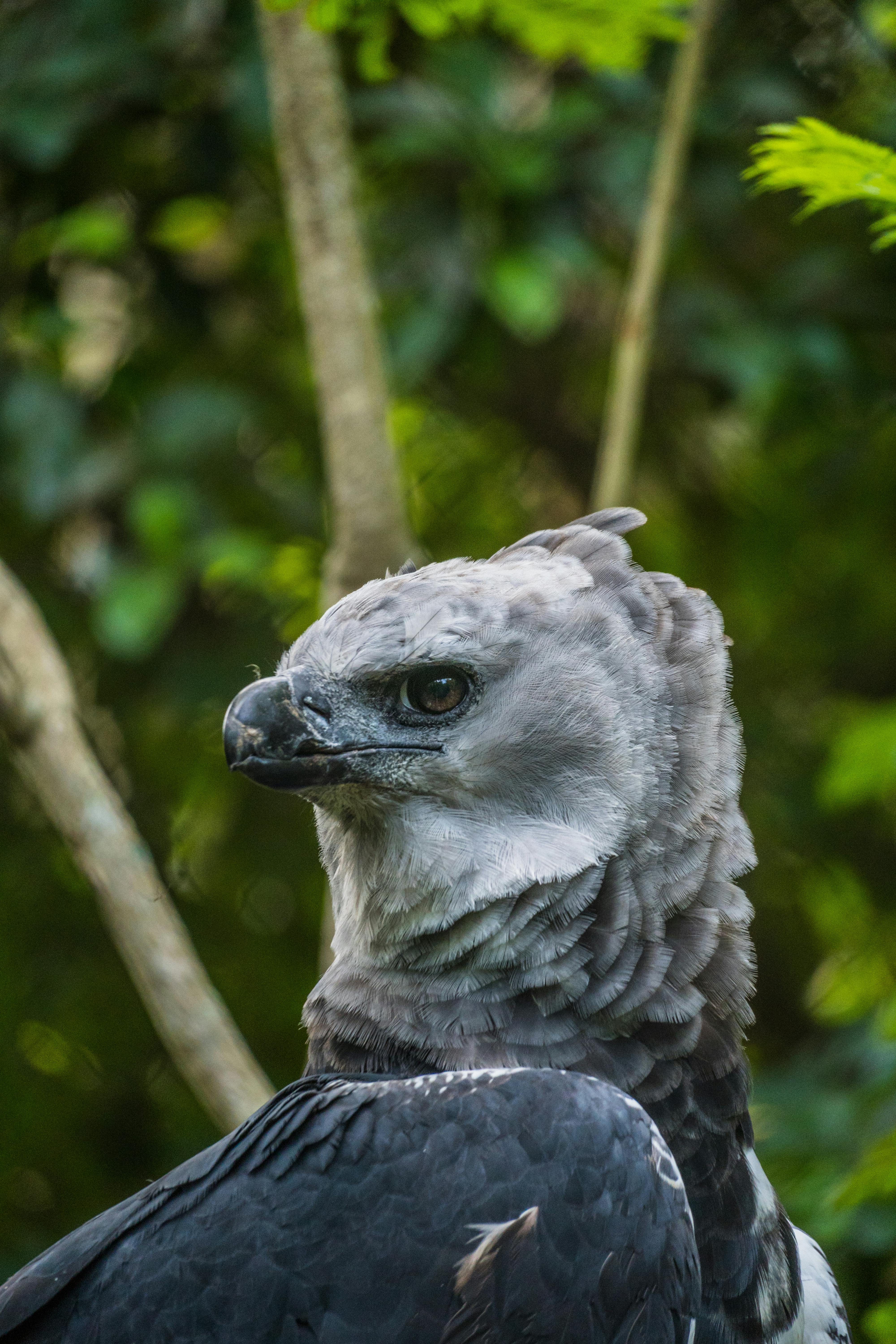 a harpy eagle