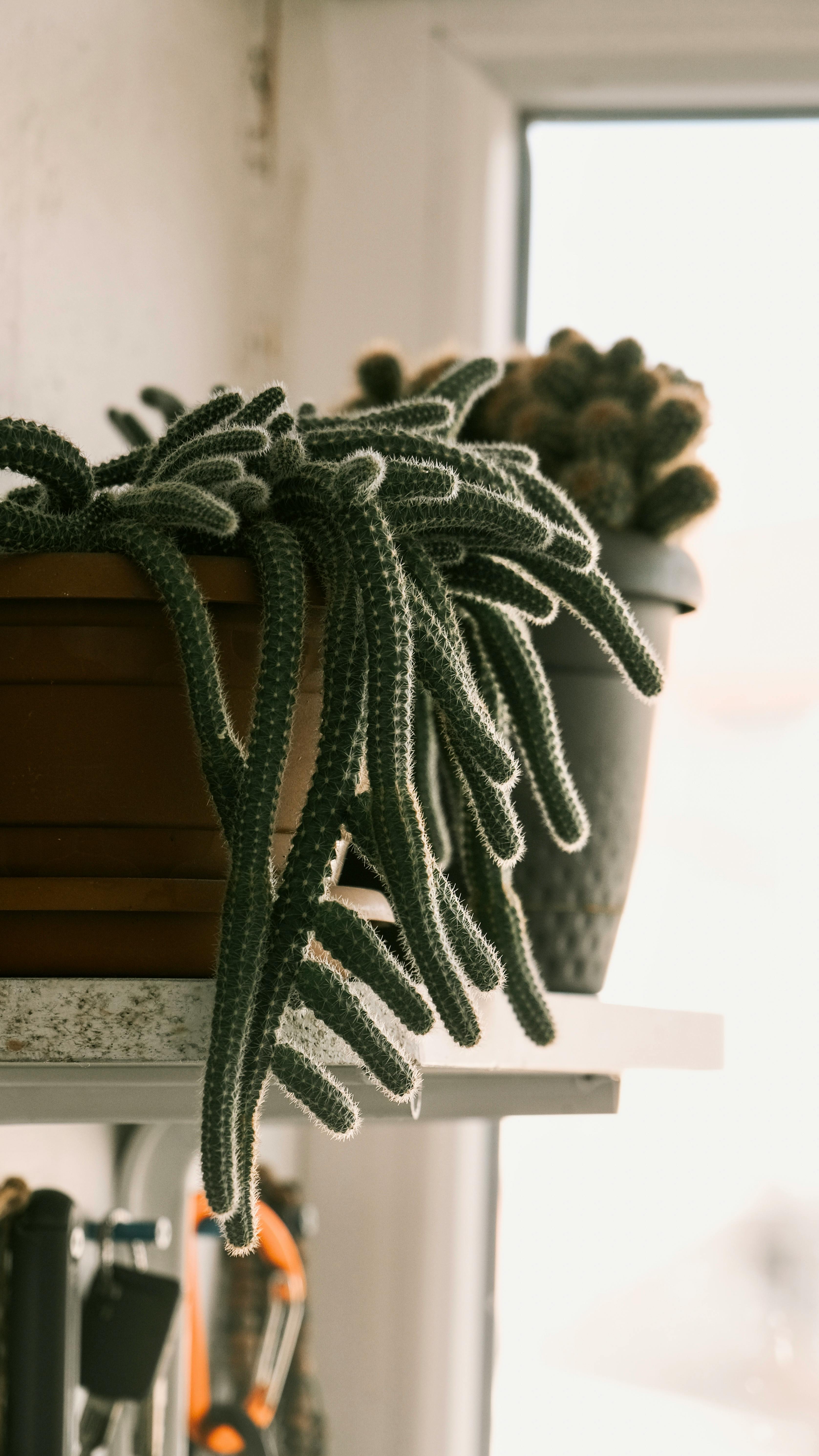 6. Rak Gantung dengan Pot Terracotta