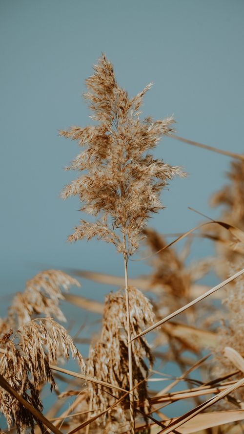 Free Close-up of golden dry grass under a clear blue sky in the countryside, evoking autumn serenity. Stock Photo
