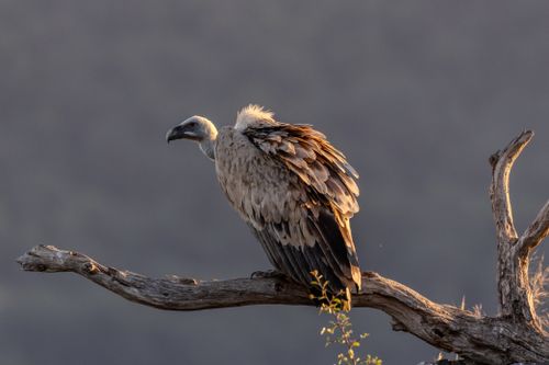 Free A vulture sits elegantly on a tree branch against a blurred background during sunset. Stock Photo