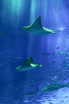 Elegant stingrays swim gracefully in the vibrant underwater world of Okinawa, Japan's marine paradise.