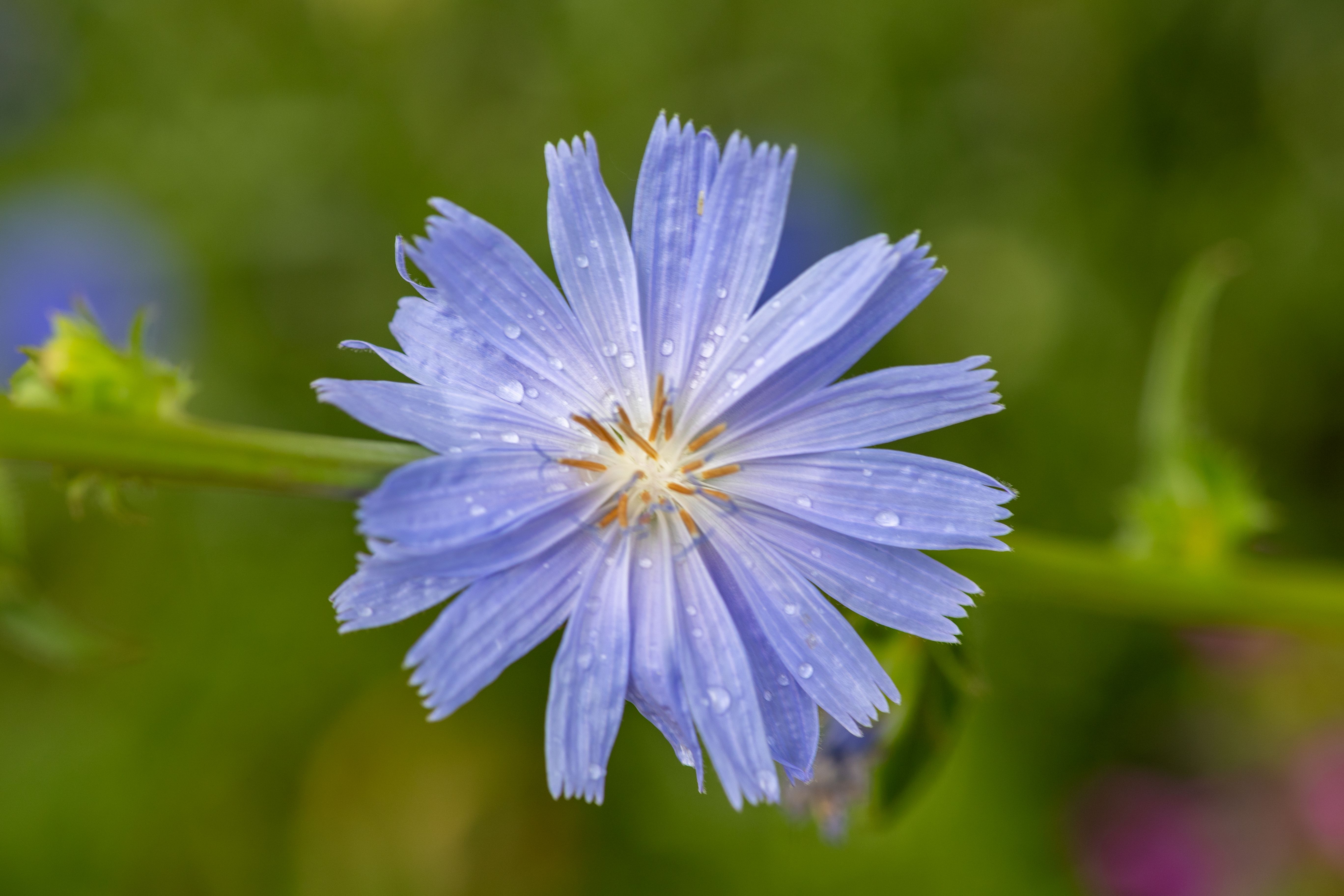 Les Fleurs Comestibles Oubliées : 12 Variétés Nourricières pour une Vitalité Digestive et un Éclat R