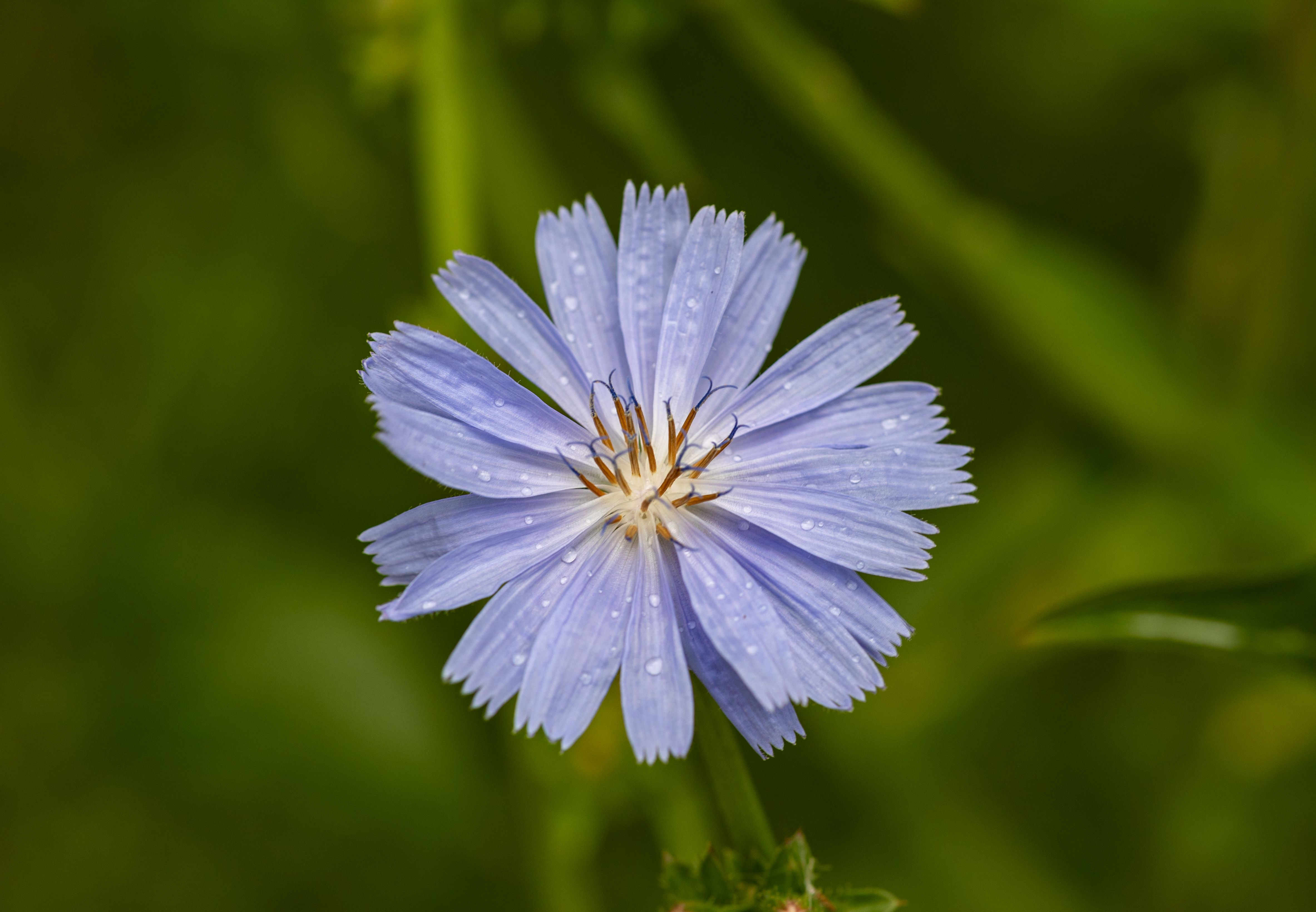 Chicory Plant Profile