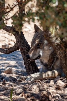 A grey wolf rests under a tree in its natural habitat, displaying wildlife beauty.