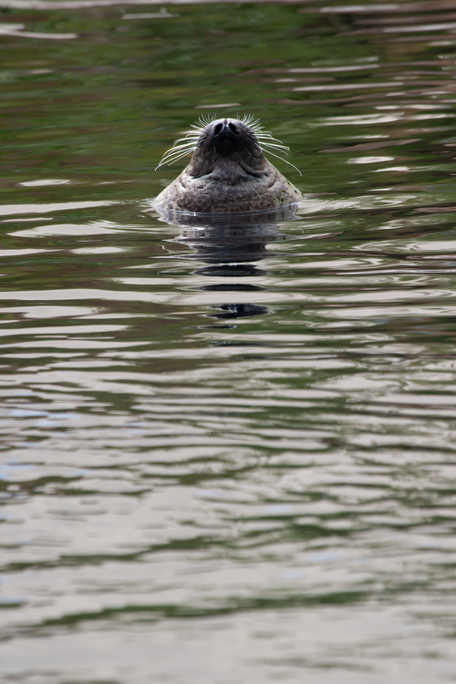 Free A close-up of a seal swimming in calm waters, showcasing its sleek head and tranquil surroundings. Stock Photo