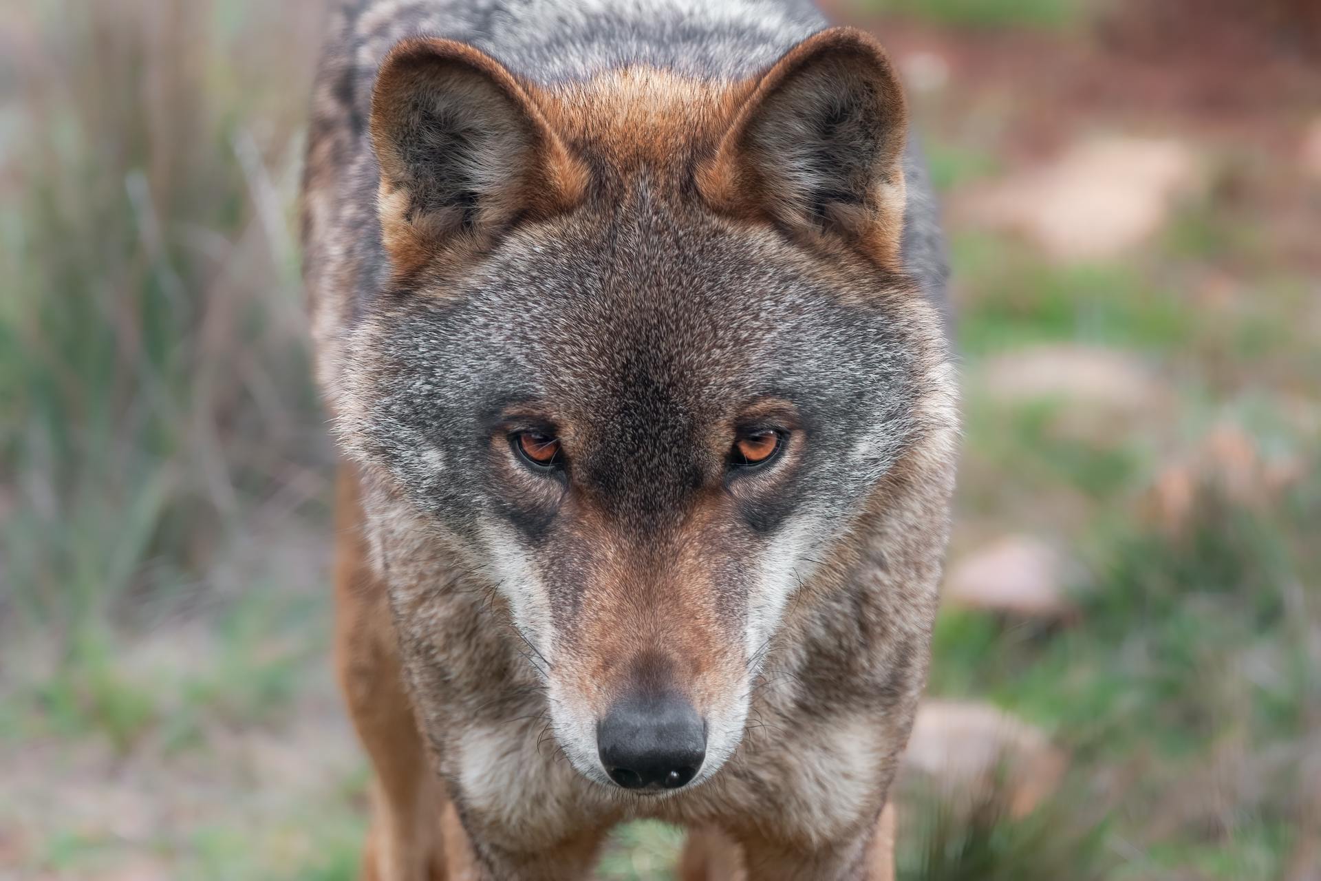 Close-up of a Wolf