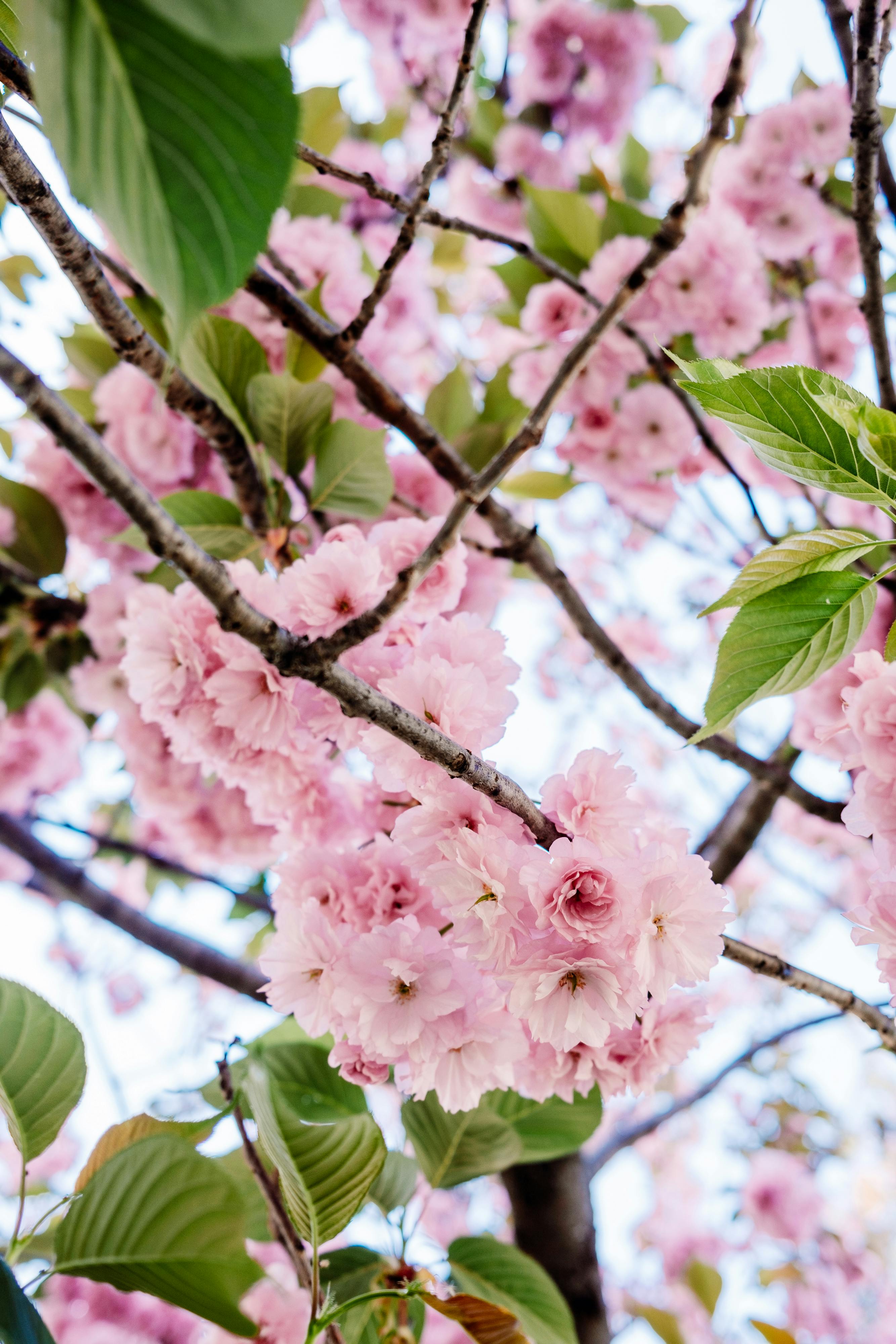 Springtime cherry blossoms with vibrant pink petals in full bloom on tree branches.