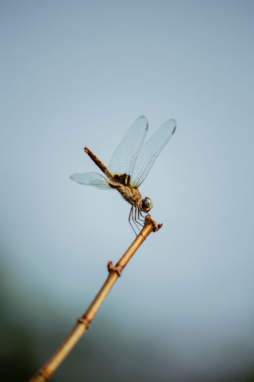 Free A detailed dragonfly perched on a twig against a soft background, captured in Bujumbura. Stock Photo