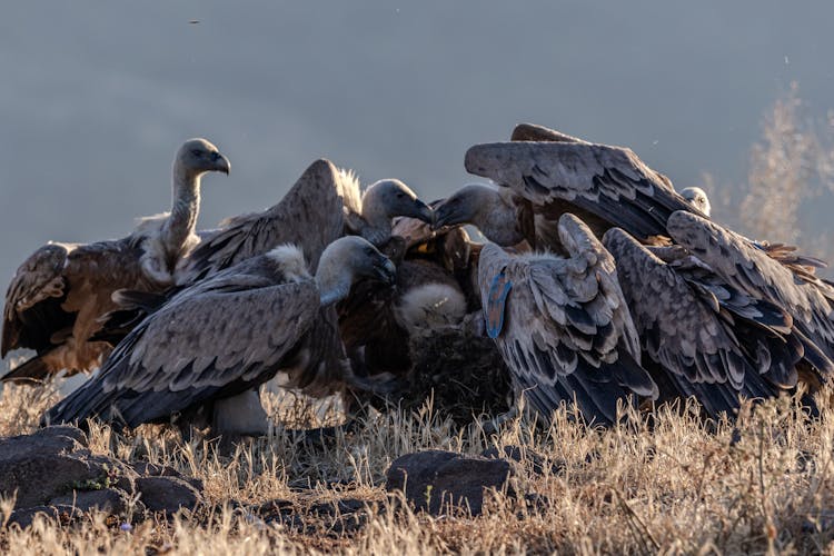 Flock Of Eagles In Nest 