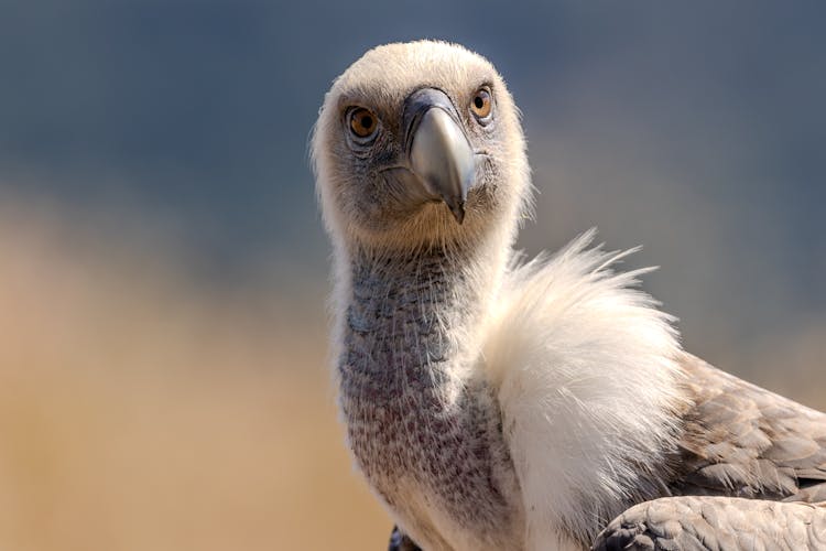 Portrait Of An Eagle 